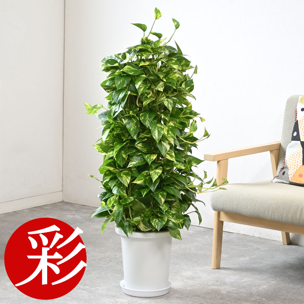 楽天市場】丈夫で美しい！人気で希少な観葉植物 ポリシャス