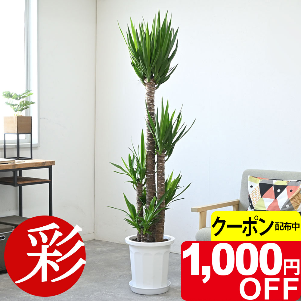 楽天市場】観葉植物 ユッカ エレファンティペス（青年の木）10号