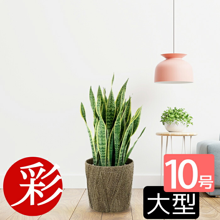 【17日09:59までP2倍+最大5%引クーポン配布中】観葉植物 サンスベリア・ローレンティー 10号鉢 鉢カバーオプション 大型 本物 観葉植物 サンセベリア ローレンチー お祝い 開店祝い 移転祝い 新築祝い 室内 オフィス ギフト プレゼント サンスベリア 観葉植物 母の日
