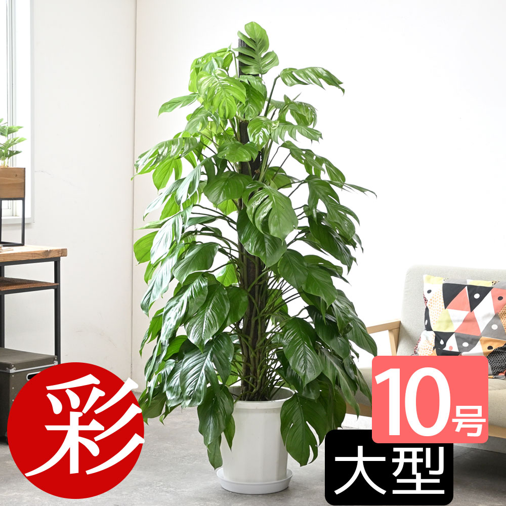 楽天市場】観葉植物 大型 ウンベラータ 10号 法人様送料無料 ホワイトセラアート鉢 フィカスウンベラータ おしゃれ 尺鉢 大鉢 10号鉢 フィカス  ゴムの木 インテリア ウランベータ : 観葉植物のthe・green