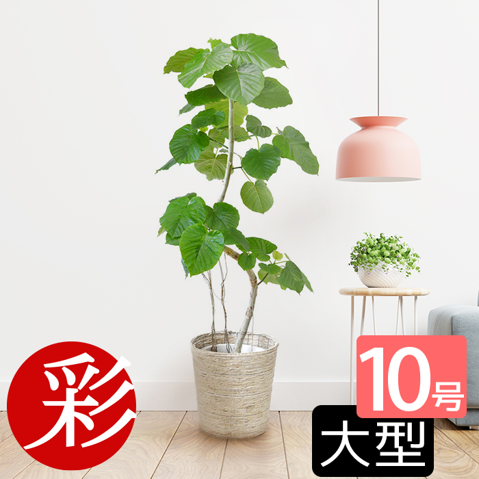 観葉植物 大型 ウンベラータ 10号鉢 本物 選べる樹形 フィカス 
