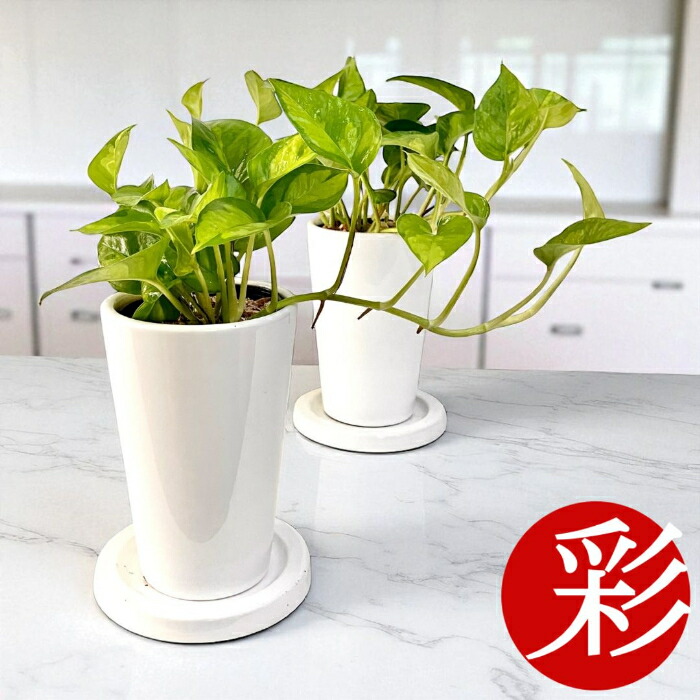 光触媒　人工観葉植物　ウォールグリーン　フェイクグリーン　フレッシュポトス1.5 光触媒 人工観葉植物 ウォールグリーン フェイクグリーン ポトス