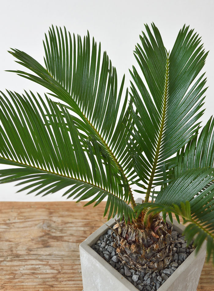 楽天市場 観葉植物 ソテツ 蘇鉄 ストーンキューブポット 屋外用 インテリア 開店祝い お祝い 新築祝い おしゃれ 小さい 観葉植物の専門店 彩植健美