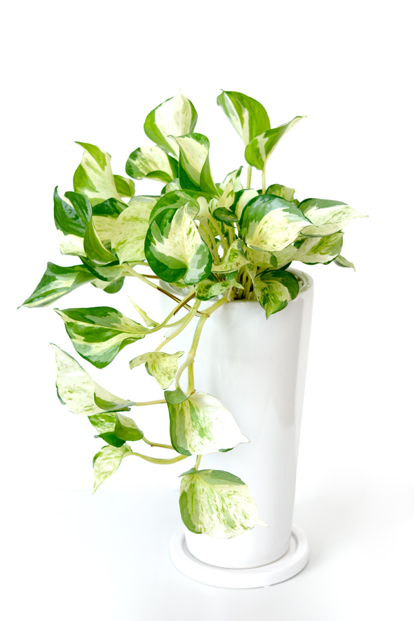 オフィスにグリーンを 会社のマイデスクに置けちゃう ミニ観葉植物 ハーブ栽培キットのおすすめは ランキング 1ページ ｇランキング