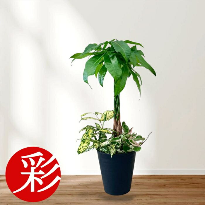 水やり三年つづき物【三年目】（全3回） 花・ガーデン・DIY-観葉植物