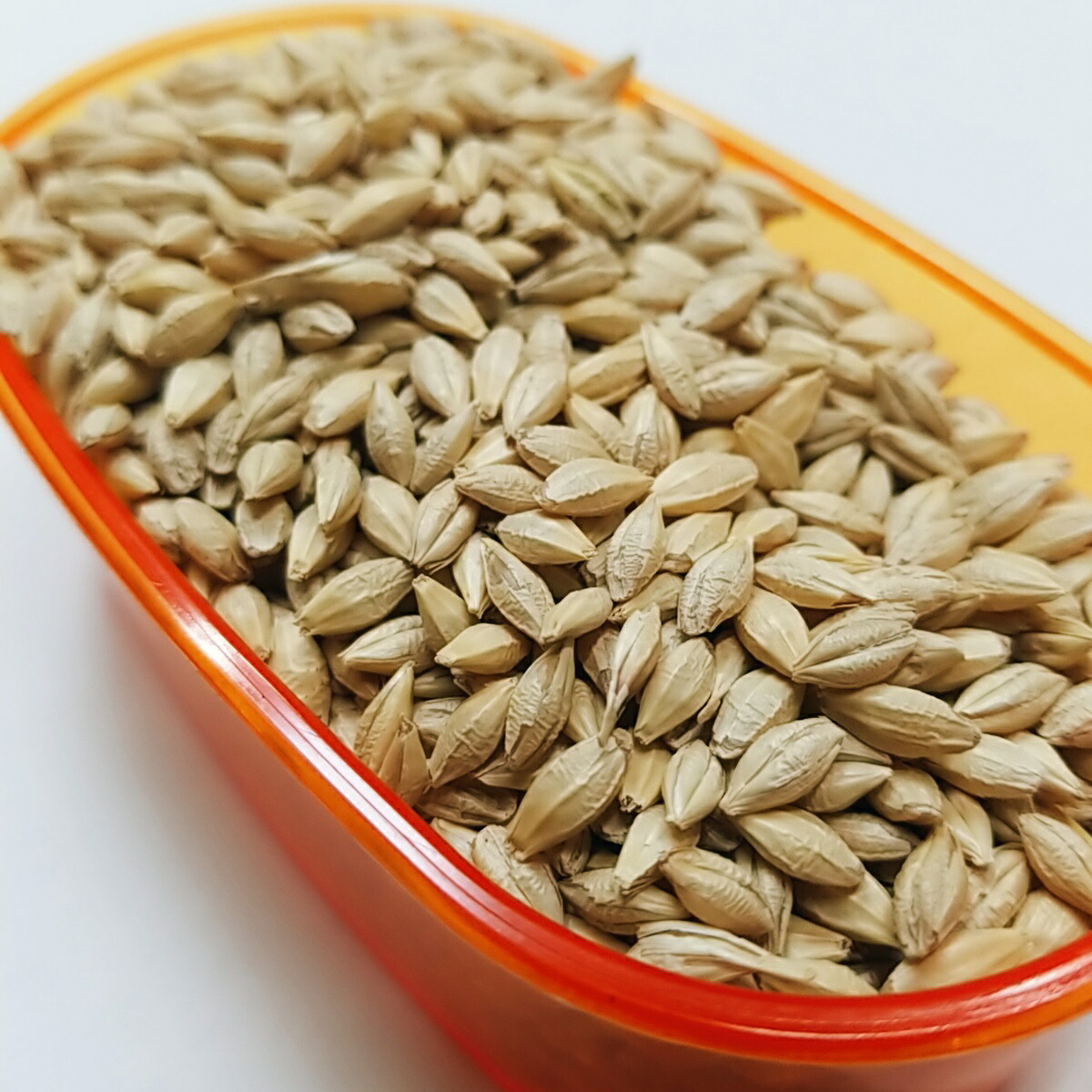 【楽天市場】【国産】大麦 500g 飼料用 オオムギ 鳩のえさ 鳩の餌 皮付き大麦 国内産雑穀 インコおやつ オウムおやつ ムギ コニュア ...