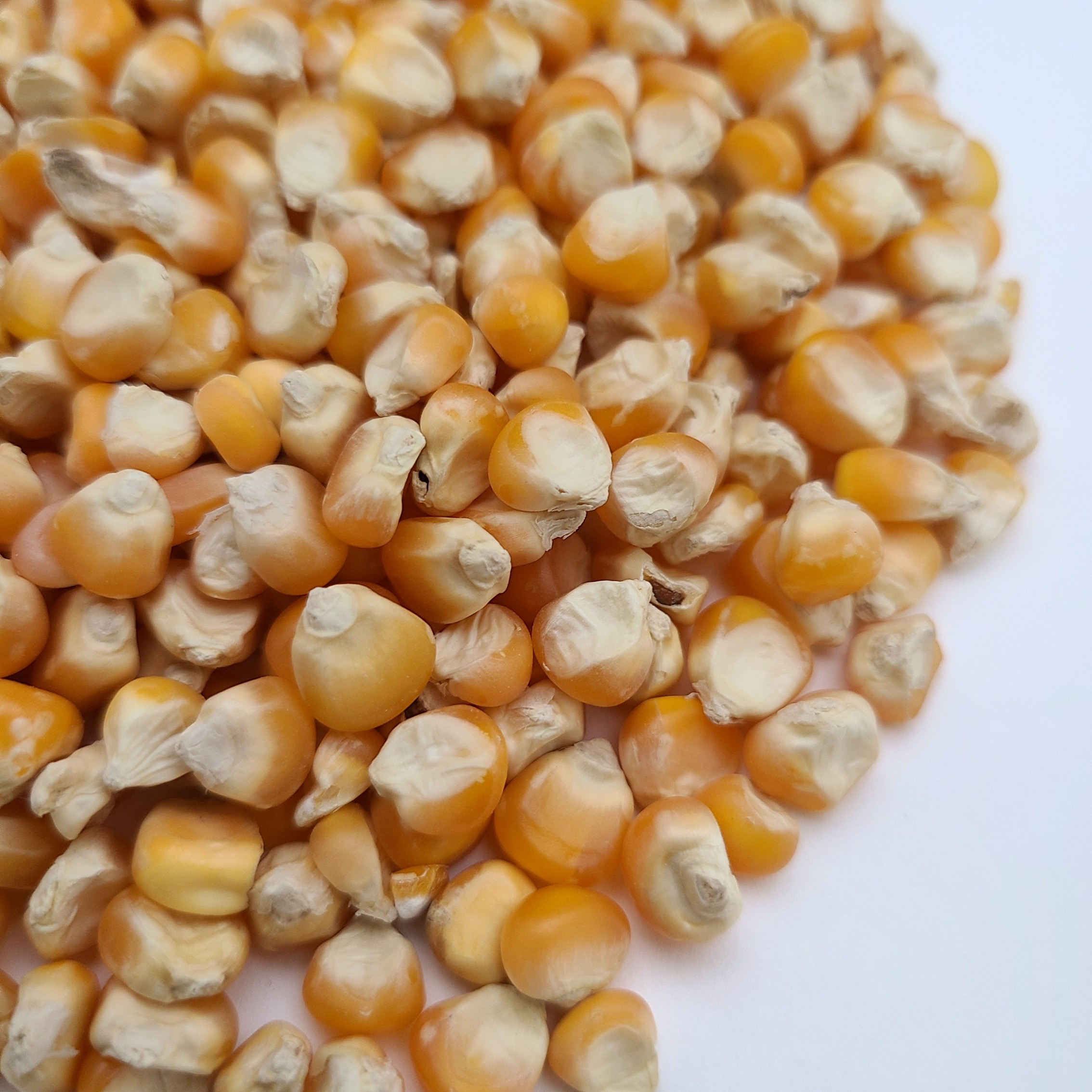 楽天市場 4 23 時 15 Offクーポン数量限定 メーズ小粒 インド産 1kｇとうもろこし トウモロコシ ペット 小動物 鳥の餌 鳥のエサ ハムスターのおやつ リスのおやつ 鳩の餌 鳩のえさ はとのえさ 鳩のごはん おすすめ お勧め 野鳥 サイトウ コーポレーション