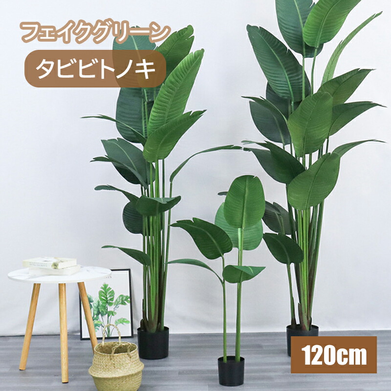 楽天市場】観葉植物：タビビトノキ*8号プラポット旅人の木 オオギ
