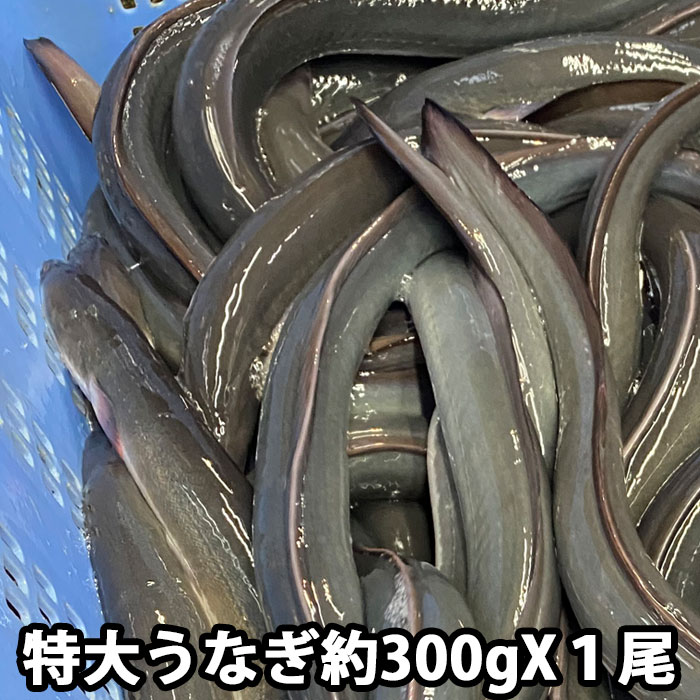 ひい様　生うなぎ　6尾 sd1_52c83cabec9ec04f63e0b93bed
