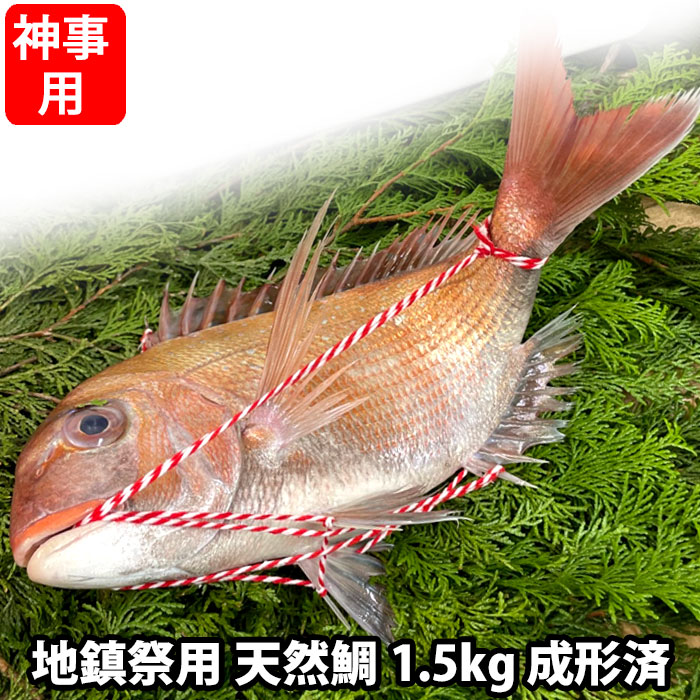 地鎮祭用 天然鯛 真鯛 瀬戸内海産 《1.5kg前後(縦:40-50cm前後 横:15cm)》地鎮祭棟上げ 鯛 尾頭付き 刺し身 お祝い 尾頭付き 真鯛 祝い事 瀬戸内海 天然真鯛 お造り 鯛しゃぶ 煮お吸い物 お供え 天然（冷蔵便）
