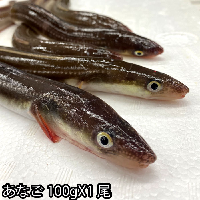 【楽天市場】長崎産 朝〆 生 穴子 開き 約150g X1尾 ～10尾（冷蔵便