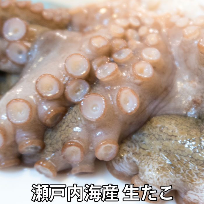 活き締め 真たこ 約1.5kg 生  レシピ付き 瀬戸内海産  蛸 タコ 刺身 たこさし たこ （冷蔵便）