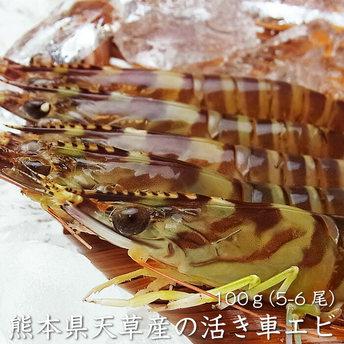 楽天市場 天草産 活き車エビ 100g 5 6尾 熊本県 冷蔵便 常温便 活き車海老 えび いきたまま 活 贈答 くるまえび 生 ご当地 グルメ 贈り物 お祝い お取り寄せ 広島中央卸売市場 草津港 三丁目横丁 市場 直送便 三丁目横丁