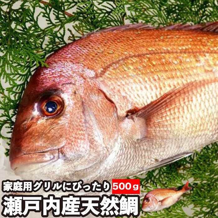 祝い額 鯛 白木 大入