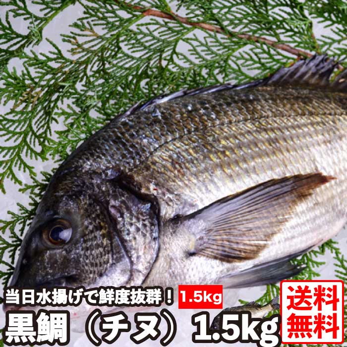 楽天市場 瀬戸内産 黒鯛 約500g 別名 チヌ をもよばれる黒鯛は広島県の県魚 白身で淡泊な味のため 刺身や塩焼き 煮付けなどの和風料理から ソテーやムニエルなどの洋風料理にもよく合います 下処理もお任せ下さい 冷蔵便 三丁目横丁