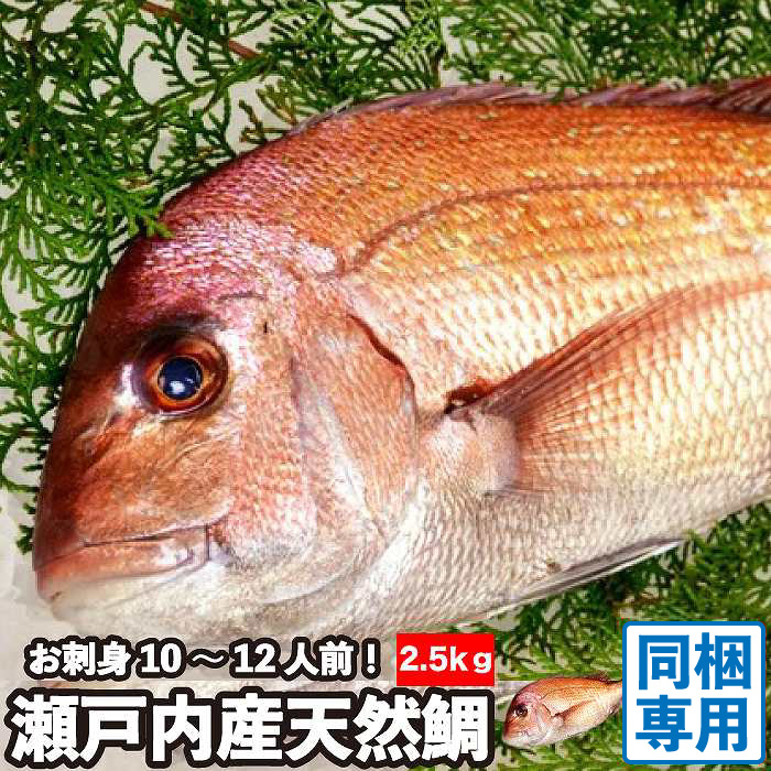 楽天市場】瀬戸内海産 活〆 天然鯛《2.0kg(縦:50-55cm前後 横:18cm)》 冷蔵便 お食い初めや神事などにもお使い頂ける美しい真鯛 です。神事用には「氷〆」で刺傷なしの美しいままの鯛をどうぞ！ピンク色で綺麗な鯛は神事、仏事 敬老の日 : 三丁目横丁