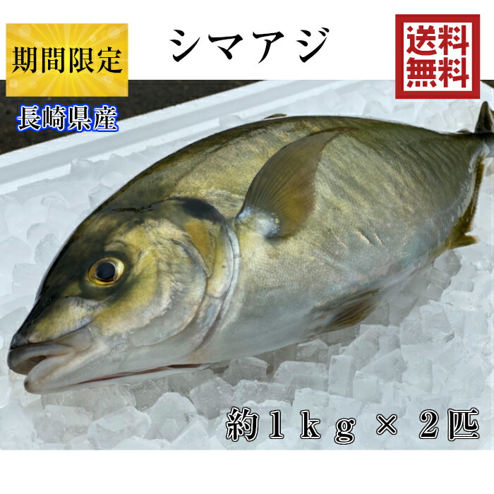 楽天市場 しまあじ 養殖 瀬戸内海産 1ｋｇ シマアジ 沖アジ 島鯵 活き締め 刺身 瀬戸内たいたいｃｌｕｂ