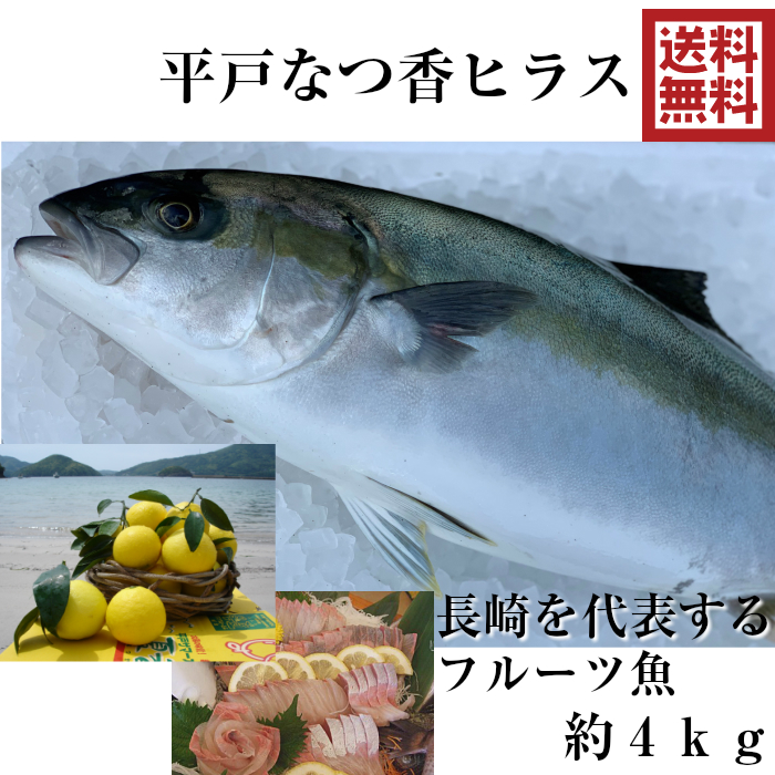 楽天市場 青空レストラン フルーツ魚 送料無料 平戸なつ香 ヒラス 約4ｋｇ 長崎を代表する フルーツ 魚 調理しやすいように内臓を取り除いて発送します ヒラマサ 刺身 活〆 みかん オレンジ 青空レストラン 兄弟 坂野水産 楽天市場店