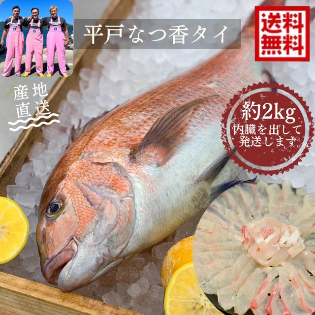 青空レストラン フルーツ魚　送料無料　<br>平戸なつ香 タイ　約２ｋｇ　長崎を代表する フルーツ 魚！<br>調理しやすいように内臓を取り除いて発送します 鯛 活〆<br>みかん　オレンジ 青空レストラン 母の日　ギフト