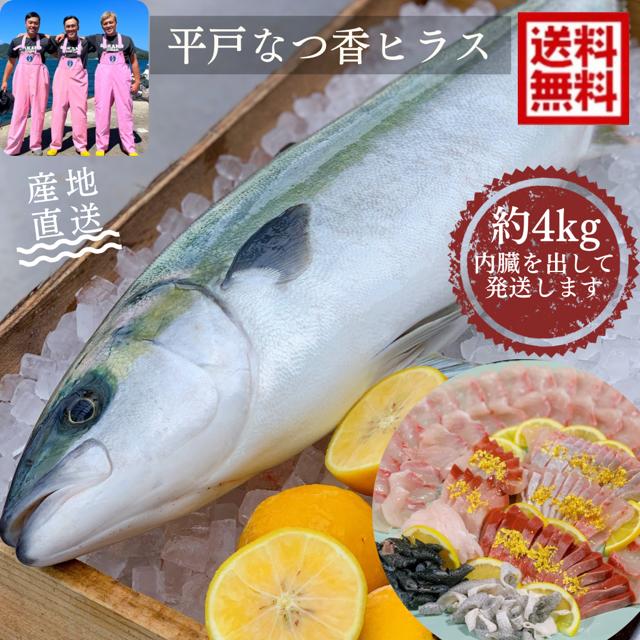 フルーツ魚 送料無料　<br>平戸なつ香 ヒラス 約3-4ｋｇ 長崎を代表する フルーツ 魚！<br>調理しやすいように内臓を取り除いて発送します ヒラマサ 活〆　みかん オレンジ  母の日　ギフト