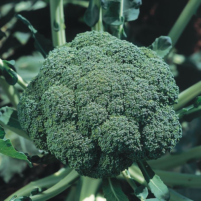 競売 サカタのタネ公式 ブロッコリー 種 小袋 ペレットシード約125粒 グランドーム 野菜 秋まき サカタ交配 病気に強い 健康 栄養 家庭菜園 栽培 収穫 種子 タネ たね Sferavisia Hr
