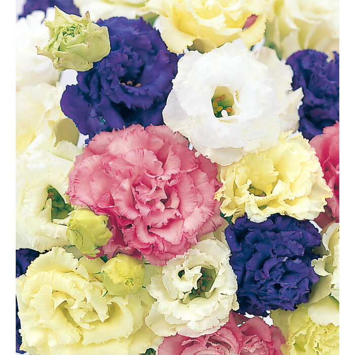 公式の店舗 サカタのタネ公式 トルコギキョウ 種 小袋 ペレットシード約30粒 マルチカラー ボヤージュ R ミックス 花 春まき 秋まき 春 夏 鉢植え 切り花 プランター 鉢 一年草 ベランダ栽培 ガーデニング 園芸 トルコキキョウ 種子 タネ たね Sferavisia Hr