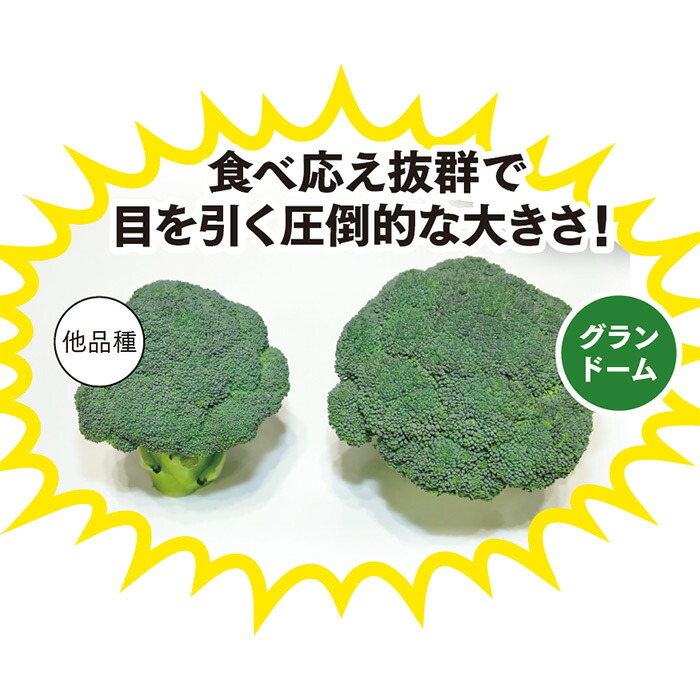 競売 サカタのタネ公式 ブロッコリー 種 小袋 ペレットシード約125粒 グランドーム 野菜 秋まき サカタ交配 病気に強い 健康 栄養 家庭菜園 栽培 収穫 種子 タネ たね Sferavisia Hr