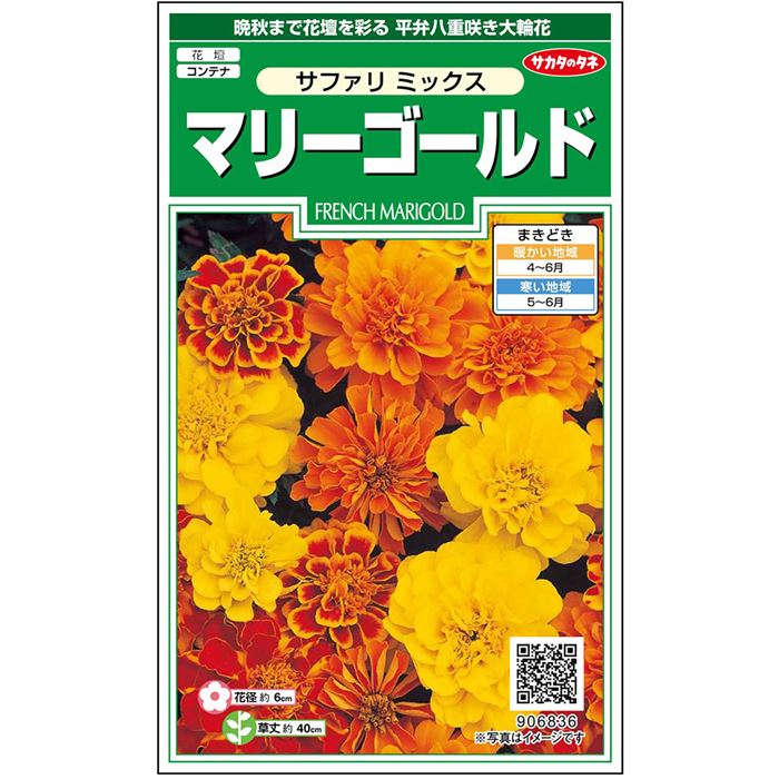 楽天市場】【サカタのタネ公式】 マリーゴールド 一重咲き 混合