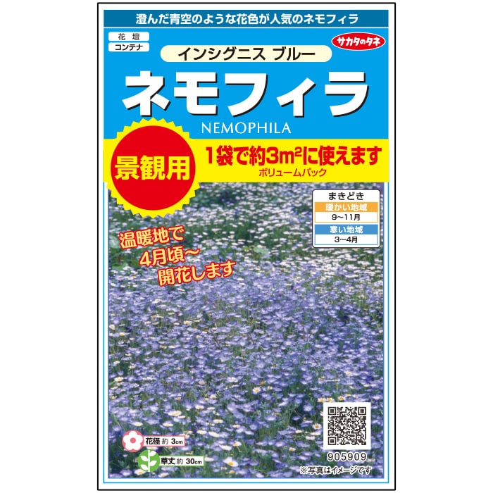 楽天市場】【サカタのタネ公式】 リナリア 姫金魚草 高性混合 花 種 約