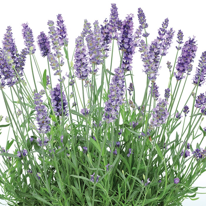 パープル　ラベンダー 楽天市場】【藤田種子】ラベンダー マンステッドLAVENDER