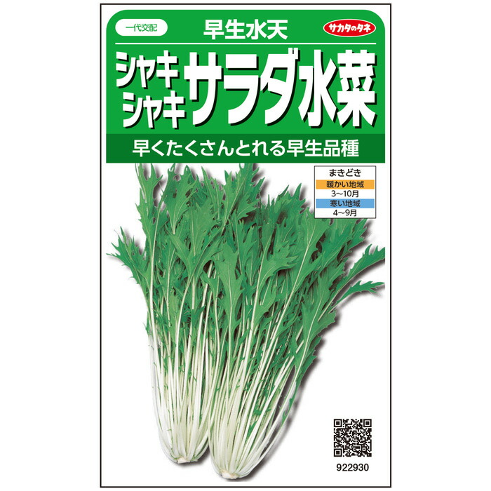 サカタのタネ公式 水菜 種 小袋 約1175粒 早生水天 野菜 秋まき 春まき 一代交配 簡単 初心者向き 育てやすい 家庭菜園 タネ サラダ向き 鉢 プランター たね 種子 人気沸騰ブラドン みずな ミズナ 栄養 収穫 ベランダ栽培