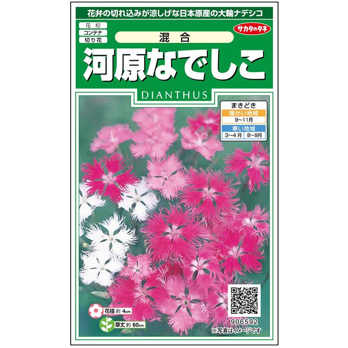 【楽天市場】【サカタのタネ公式】河原なでしこ 混合 花 種 約215粒 小袋 春まき 秋まき 春 夏マルチカラー 鉢植え 地植え 切り花簡単 ...