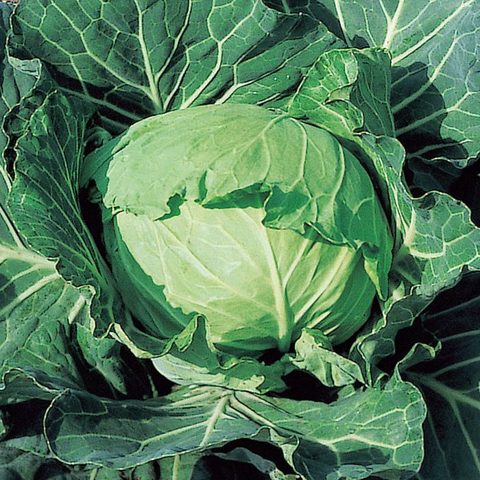 最愛 サカタのタネ公式 キャベツ 種 小袋 約125粒 中早生二号 野菜 秋まき 春まき サカタ交配 サラダ向き 家庭菜園 栽培 収穫 きゃべつ 甘藍 種子 タネ たね Toyama Nozai Co Jp