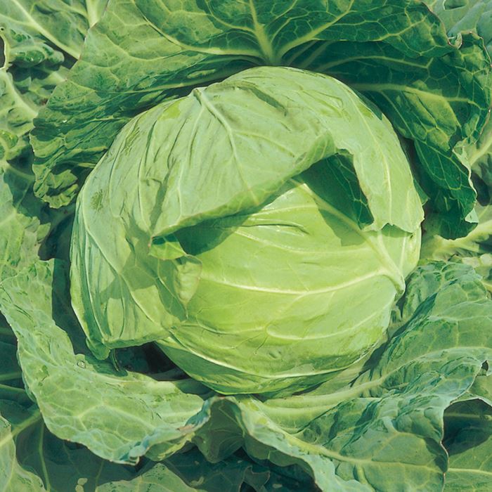 有名人芸能人 サカタのタネ公式 キャベツ 種 小袋 約185粒 富士早生 野菜 秋まき 固定種 在来種 サラダ向き 家庭菜園 栽培 収穫 きゃべつ 甘藍 種子 タネ たね Toyama Nozai Co Jp
