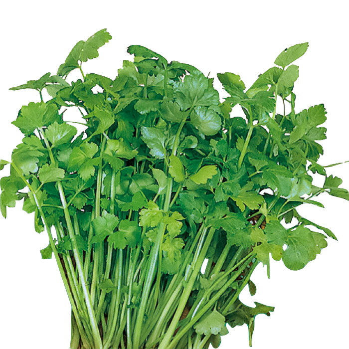 偉大な サカタのタネ公式 スープセロリ 芹菜 種 小袋 約2570粒 野菜 秋まき 春まき 固定種 在来種 簡単 初心者向き 育てやすい プランター 鉢 サラダ向き 家庭菜園 ベランダ栽培 収穫 種子 タネ たね Toyama Nozai Co Jp