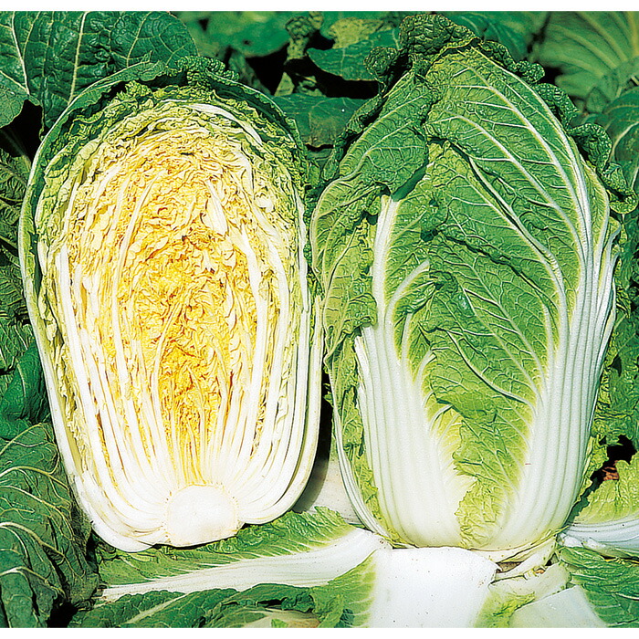 全商品オープニング価格 サカタのタネ公式 白菜 種 小袋 約210粒 さとぶき622 野菜 秋まき サカタ交配 美味しい 甘い 漬物向き 家庭菜園 栽培 収穫 ハクサイ はくさい 種子 タネ たね Toyama Nozai Co Jp