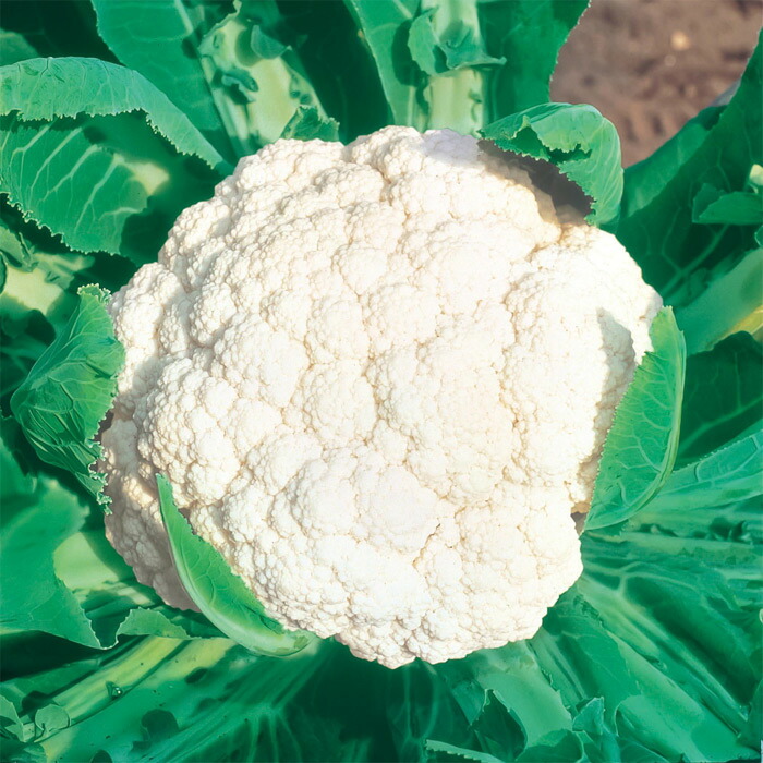 サカタのタネ公式 カリフラワー 種 小袋 約125粒 野崎早生 野菜 秋まき 63 Off 春まき 固定種 たね 健康 種子 栄養 家庭菜園 漬物向き 収穫 タネ 在来種 栽培