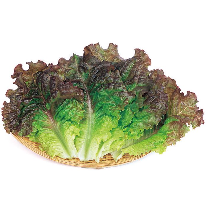 最大87 Offクーポン サカタのタネ公式 サニーレタス 種 小袋 約705粒 赤葉チマ サンチュ 野菜 秋まき 春まき 固定種 在来種 簡単 初心者向き 育てやすい プランター 鉢 家庭菜園 ベランダ栽培 収穫 れたす 種子 タネ たね Sferavisia Hr