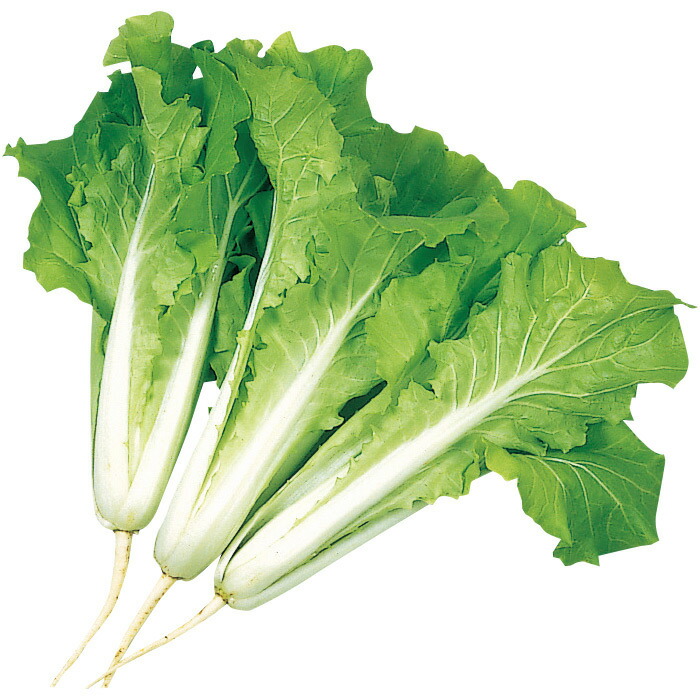 サカタのタネ公式 つけな 種 小袋 約1290粒 はまみなとべかな 野菜 秋まき 春まき サカタ交配 予約販売品 簡単 初心者向き たね つけ菜 収穫 ツケナ 育てやすい 家庭菜園 種子 タネ プランター 鉢 ベランダ栽培