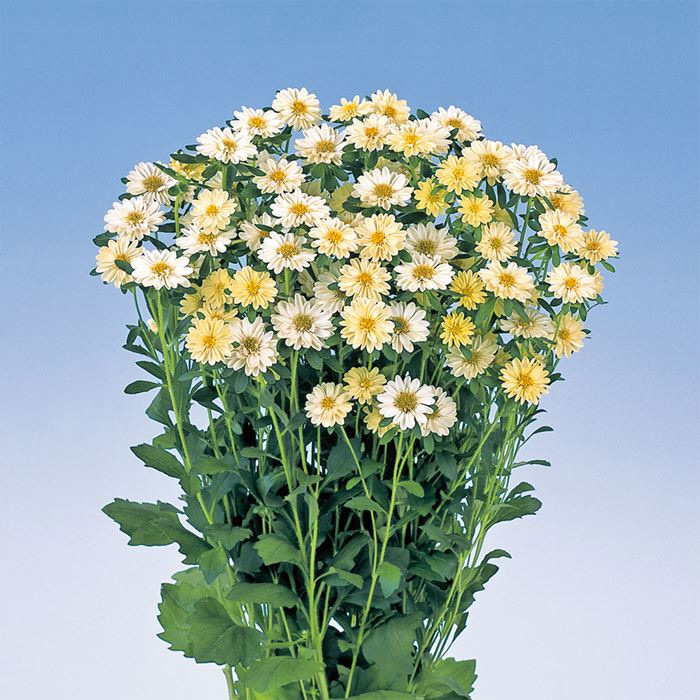 最大99 オフ サカタのタネ公式 アスター 種 小袋 約70粒 イエロー ステラ 花 春まき 秋まき 夏 秋 鉢植え 地植え 切り花 プランター 鉢 仏花 ベランダ栽培 ガーデニング 園芸 菊 キク 種子 タネ たね Toyama Nozai Co Jp