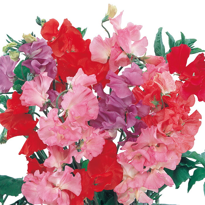 4周年記念イベントが サカタのタネ公式 スイートピー 種 小袋 約11粒 マルチカラー わい性 スヌーピー 花 春まき 秋まき 春 鉢植え 地植え 切り花 プランター 鉢 一年草 ベランダ栽培 ガーデニング 園芸 種子 タネ たね Toyama Nozai Co Jp 4周年記念イベントが サカタのタネ公式 スイートピー 種 小袋 約11粒 マルチカラー わい性 スヌーピー 花 春まき 秋まき 春 鉢植え 地植え 切り花 プランター 鉢 一年草 ベランダ栽培 ガーデニング 園芸 種子 タネ たね Toyama Nozai Co Jp