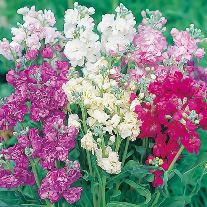 最も優遇 サカタのタネ公式 ストック 種 小袋 約70粒 マルチカラー カルテット ミックス 花 春まき 秋まき 秋 冬 鉢植え 地植え 切り花 プランター 鉢 一年草 ベランダ栽培 ガーデニング 園芸 種子 タネ たね Toyama Nozai Co Jp