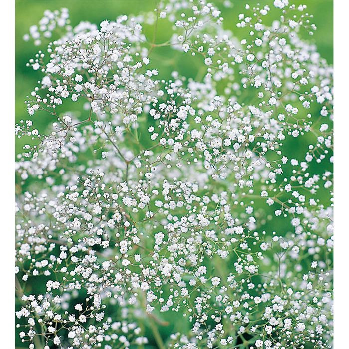 12月スーパーsale サカタのタネ公式 宿根かすみ草 種 小袋 約105粒 ホワイト 八重咲き 花 春まき 秋まき 春 夏 地植え 切り花 ドライフラワー 多年草 栽培 ガーデニング 園芸 ジプソフィラ 種子 タネ たね Ie Monogatari Jp