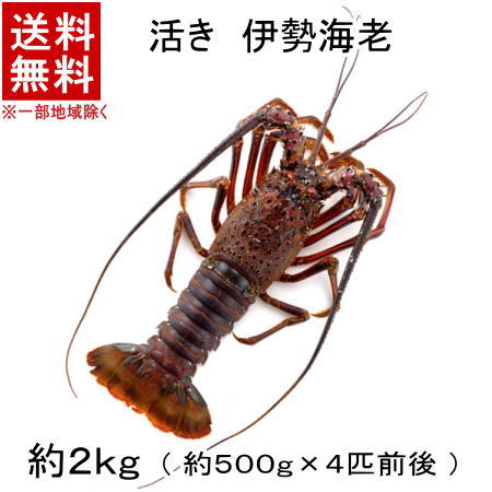 クリスマスファッション 食品 送料無料 活き 伊勢海老 約4匹 1匹約500g