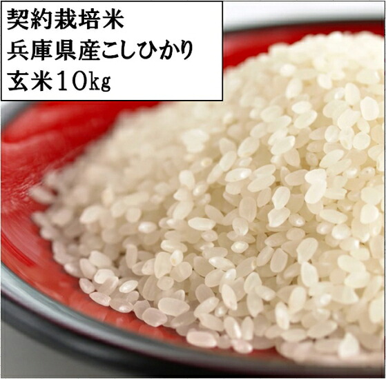 【令和6年度産】　 兵庫県産(丹波篠山）こしひかり　10キロ　【玄米】