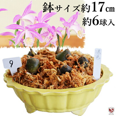 楽天市場 タイリントキソウ 大輪朱鷺草 タイワントキソウ 濃い紫色の花 約6球黄色系の小鉢付き 送料無料 酒のさとう