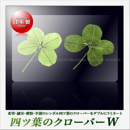 ゴローズ　五つ葉 楽天市場】高山園芸 五つ葉のクローバー ダブル ラミネートカード