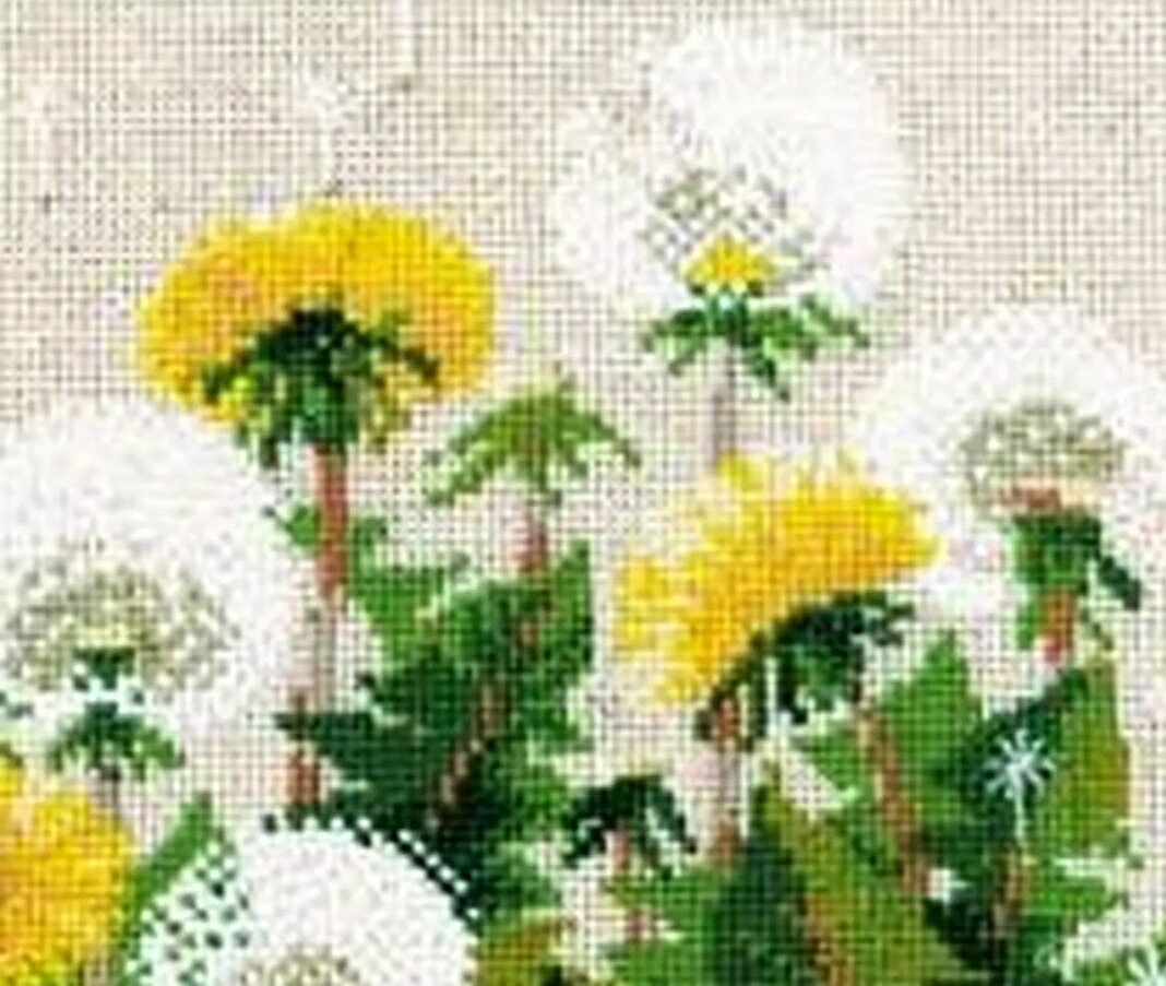 楽天市場 クロスステッチキット 初心者 Riolis クロスステッチ刺繍キット たんぽぽ Dandelions 花 ダンデライオン リオリス 送料無料 さくらシフォン