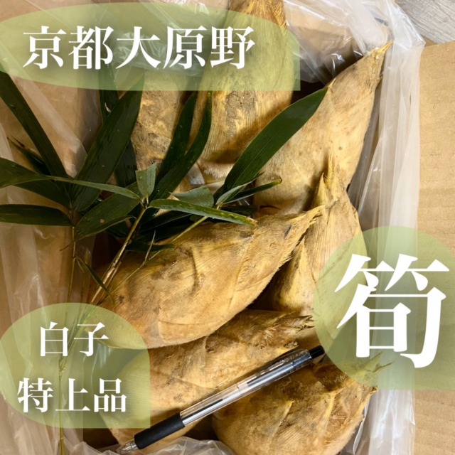 新物！日本一*柔らかい*旬の特上品*【朝堀り京たけのこ】白子筍*Ｍサイズ約2kg（8～9本）京都大原野,塚原,長岡京,物集女産より厳選 木の芽・米ぬか・鷹の爪・ゆがき方とお料理レシピ付き *新鮮*生タケノコ*竹の子*春ギフト*贈答*お祝い*御祝*母の日*京野菜*進物*旬食材