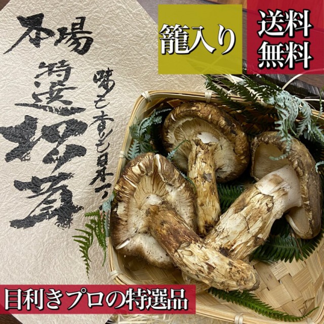 10/9 長野県産 朝採れ松茸110g 楽天市場】【ふるさと納税】松茸 200g 2～3本程度 箕輪町産 秋の